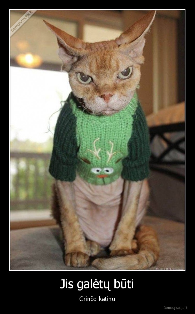 katinai,grincas,kaledos