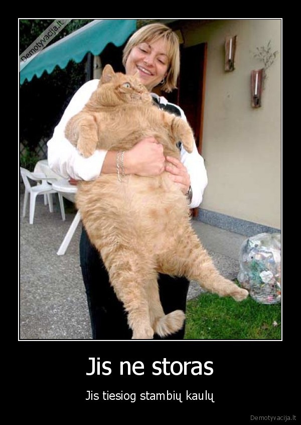 storas, katinas, kaulai, stambus