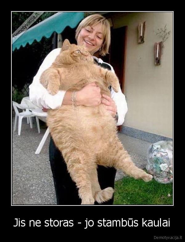 storas, mielas, katinukas