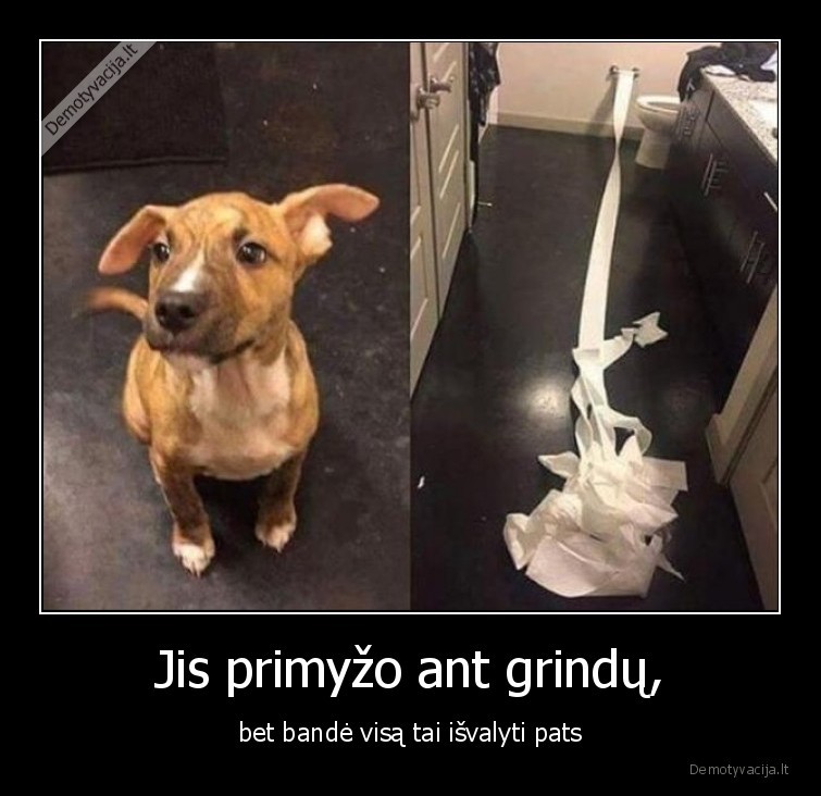 primyzo,suo,augintiniai,gyvunai,ant, grindu,isvalyti, pats