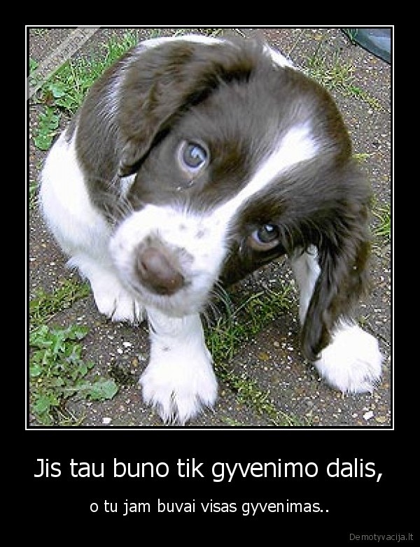 suo, gyvenimas, meile