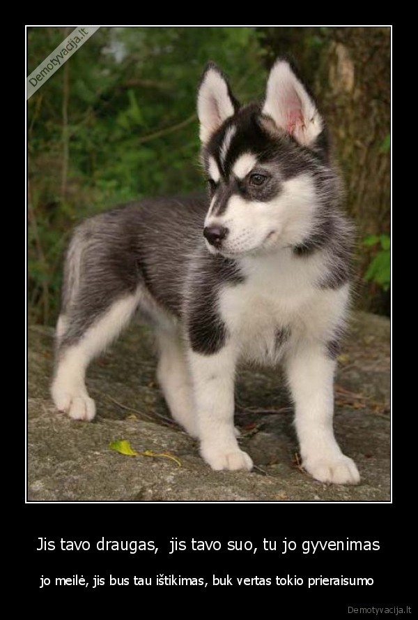 suo,haskis,draugas,istikimybe,prieraisumas,meile,gyvenimas
