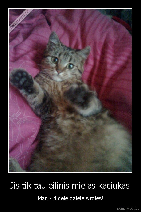 Jis tik tau eilinis mielas kaciukas