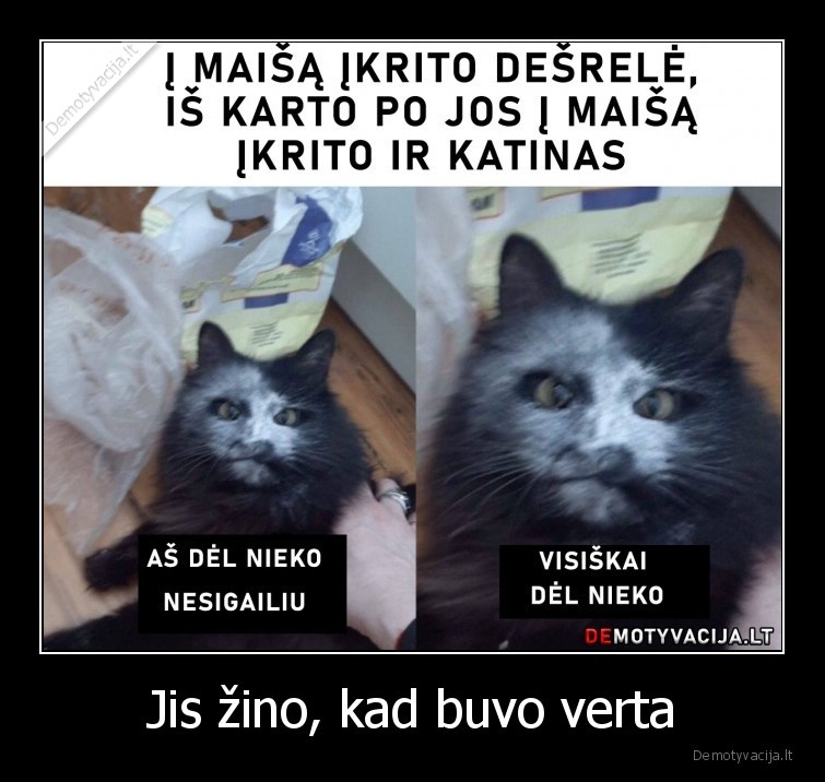 katinas,desrele,verta