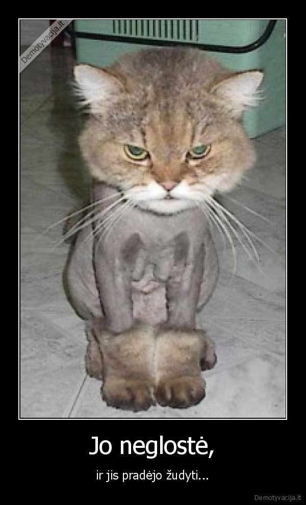 katinas, zudykas,sukuosena