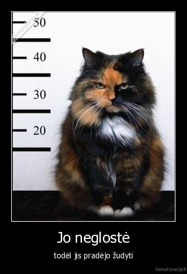 katinas, zudyti, zudyti, gloste, gyvunai, kates