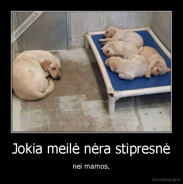 suo,kale,motina,meile,suniukai