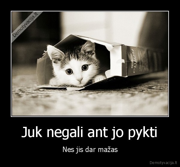 kaciukas,pyktis,mazas