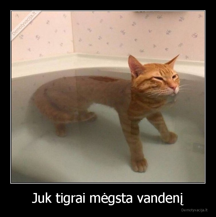 katinas,tigras,vanduo,vonia