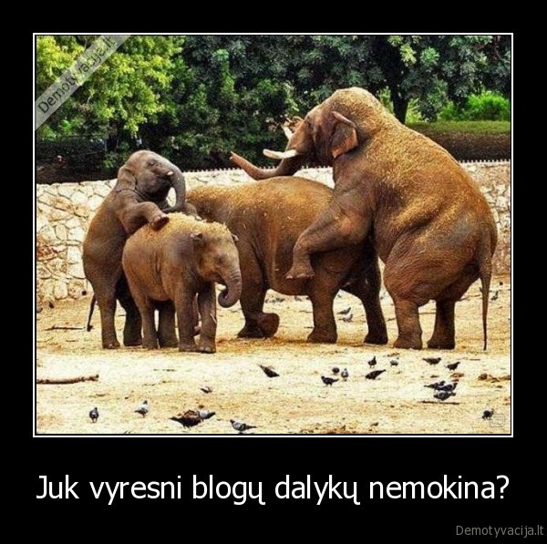 besiporuojantys, drambliai,drambliukai,drambliai, su, seima