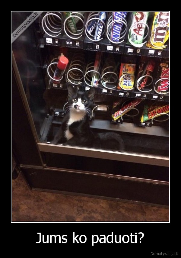 saldumynu, aparatas,juodas, katinas