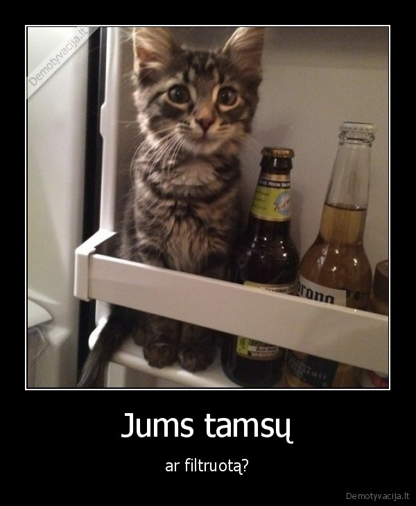 katinas,alus,saldytuvas