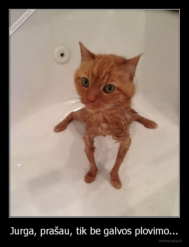 katinas,jurga,plauti,dusas,slapias