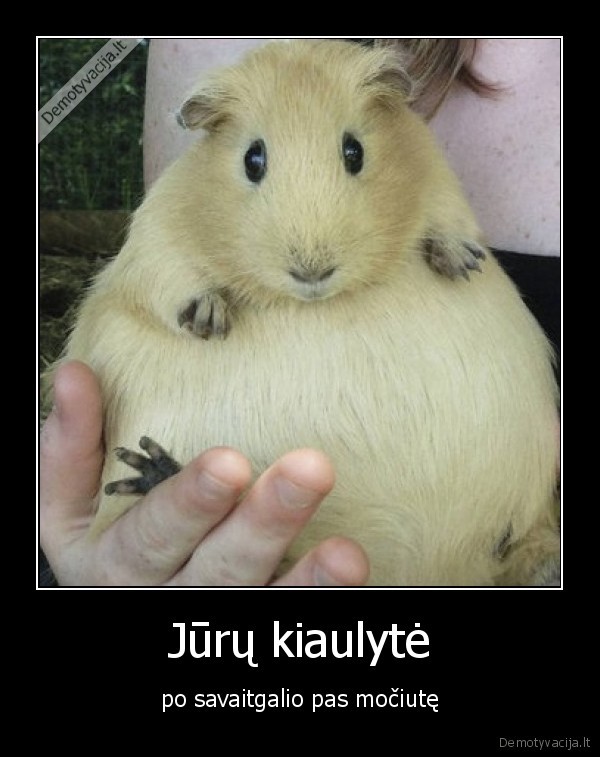 Jūrų kiaulytė