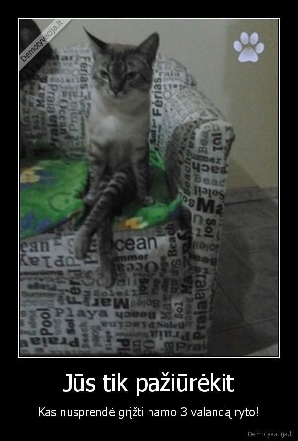 pikta, kate,juokinga, kate