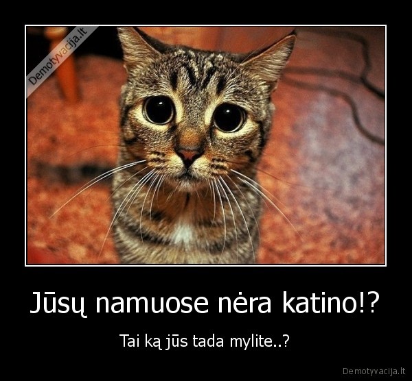 Jūsų namuose nėra katino!?