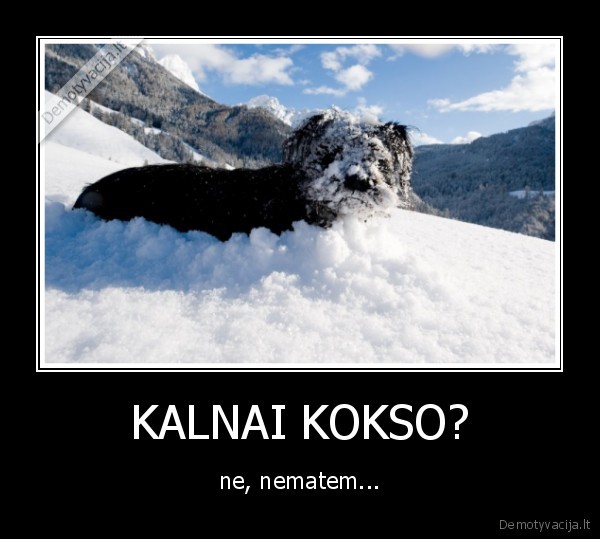 koksas,sniegas,sabaka,suniukas