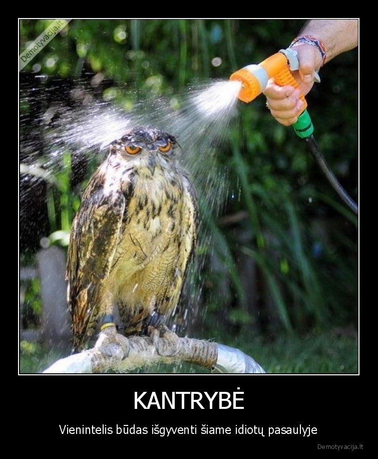 kantrybe,peleda,idiotai