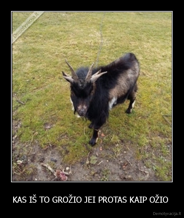 KAS IŠ TO GROŽIO JEI PROTAS KAIP OŽIO 