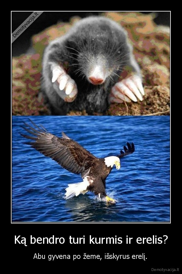 kurmis, erelis, panasumai, skirtumai