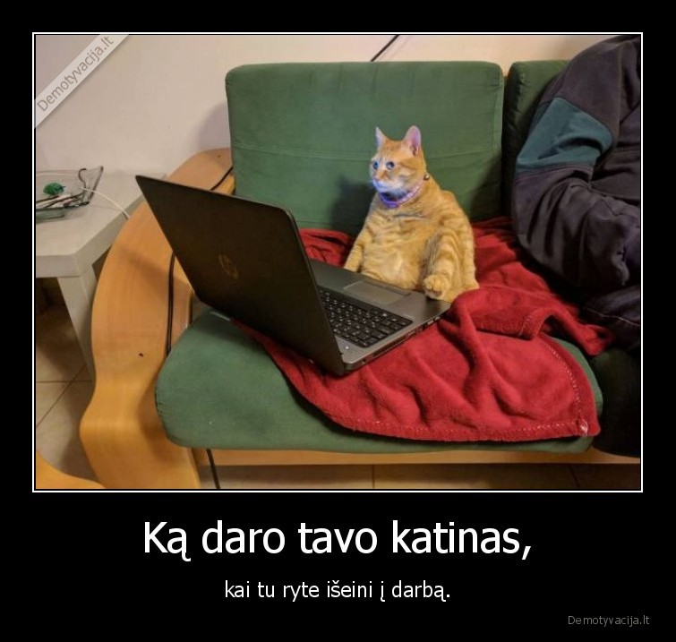 kate,katinas,darbas,kompiuteris