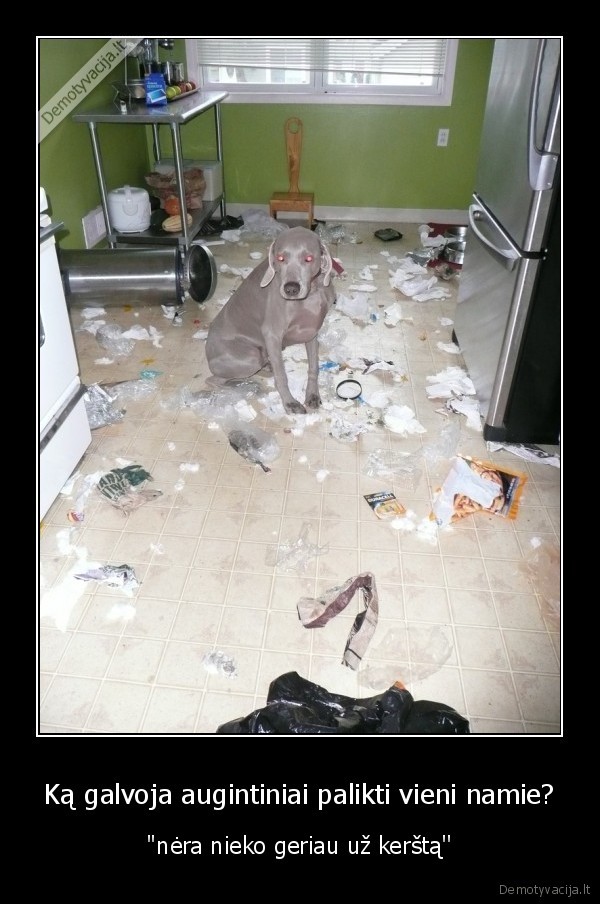 Ką galvoja augintiniai palikti vieni namie?