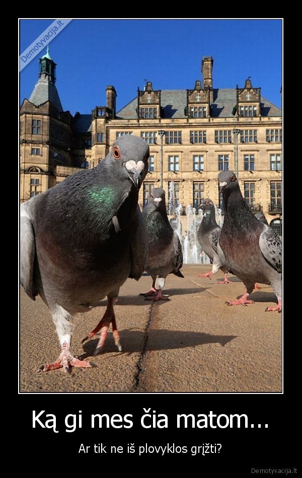 Ką gi mes čia matom...