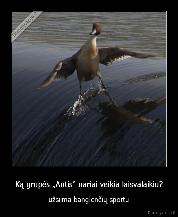 grupe, antis,zombiai,bangos