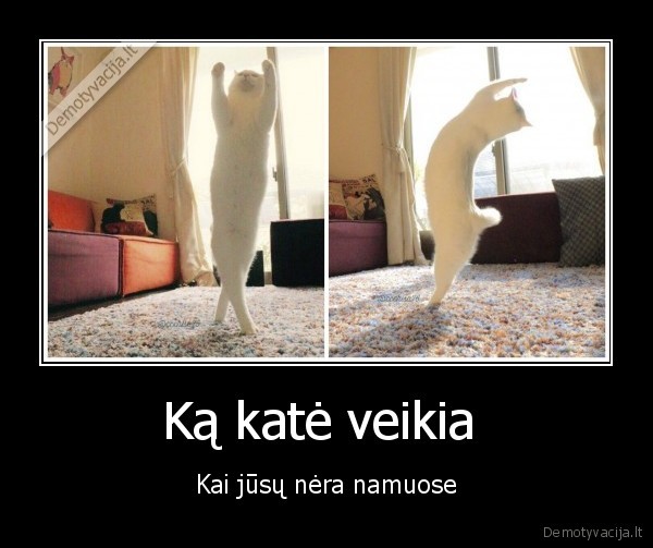Ką katė veikia 