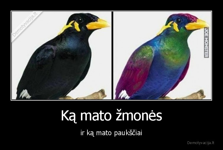 pauksciai,spalvos,zmones