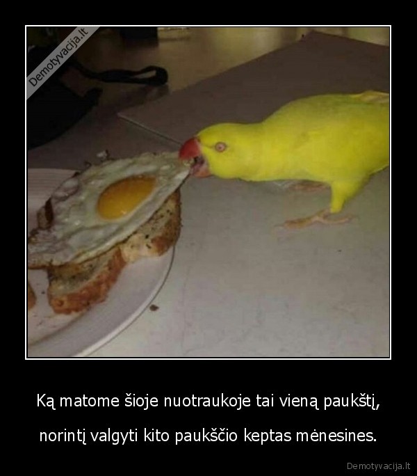 paukstis,menesines,kiausinis