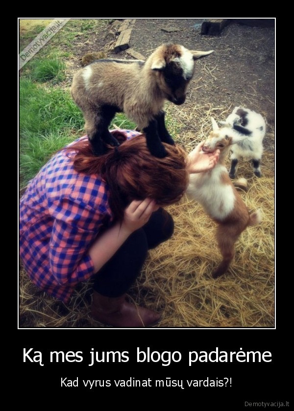 oziai,galva,ant, galvos