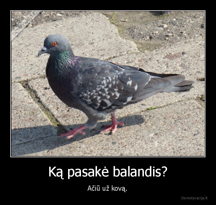 kovas,balandis,smaikstu