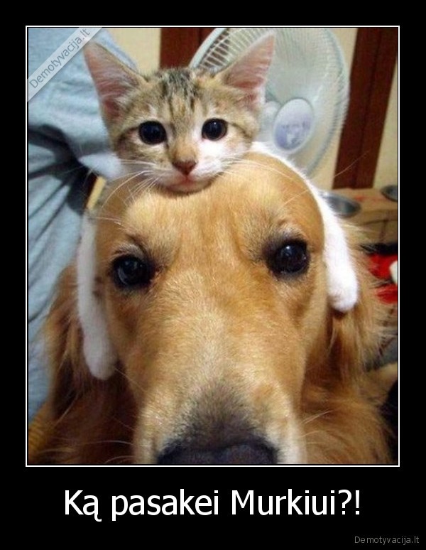Ką pasakei Murkiui?!
