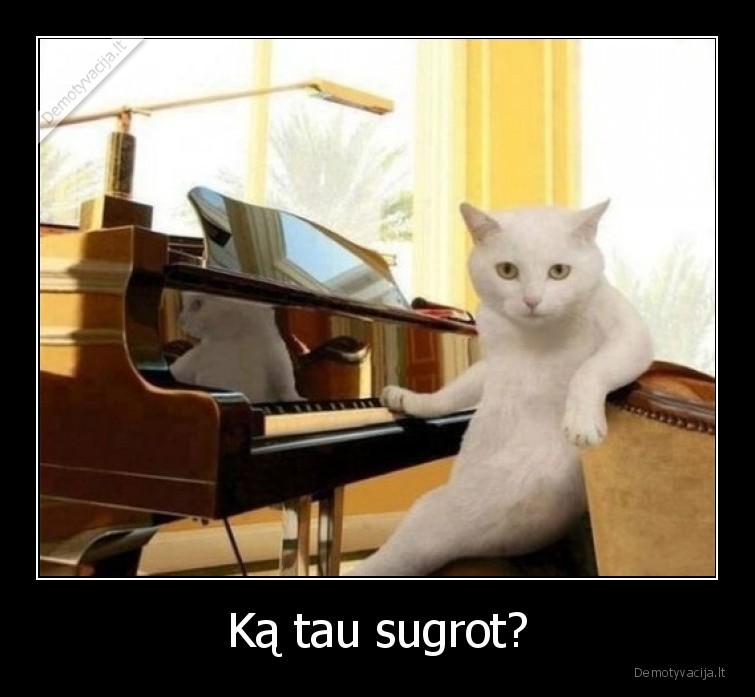 katinas,pianistas,groja