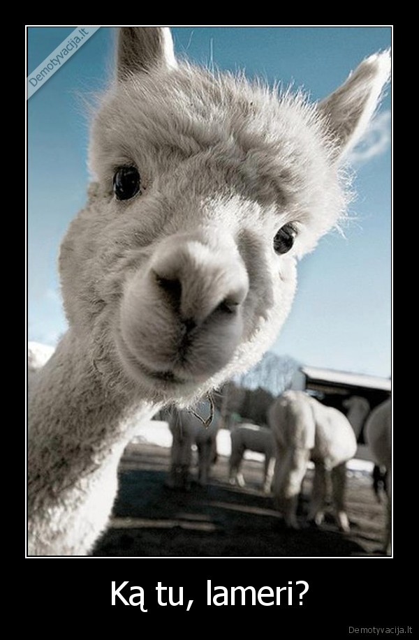 Ką tu, lameri?