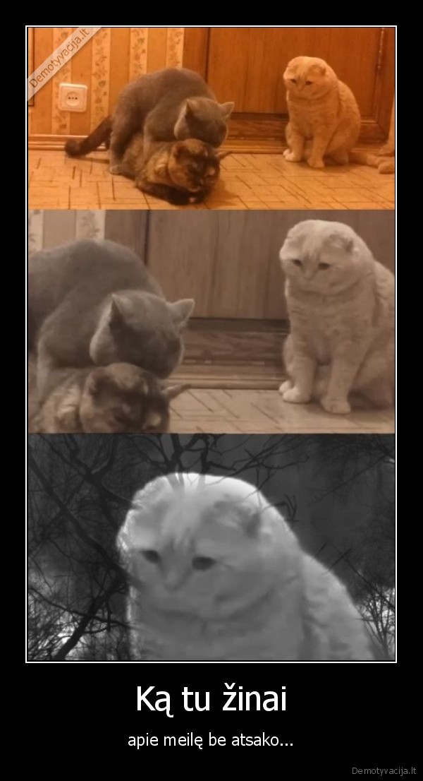 meile,atsakas,katinas