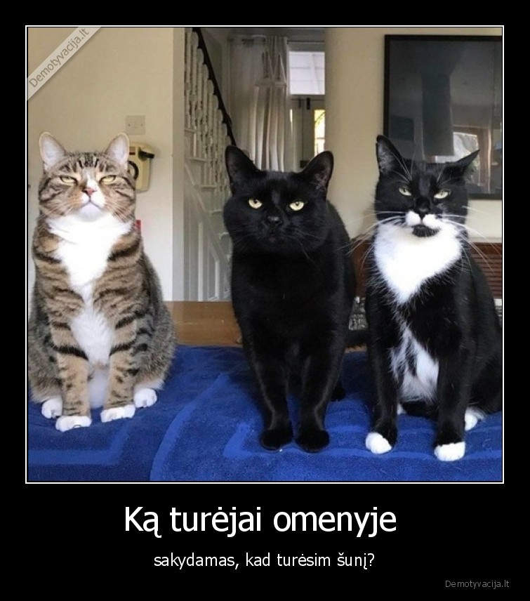 katinai,sunys,pavydas