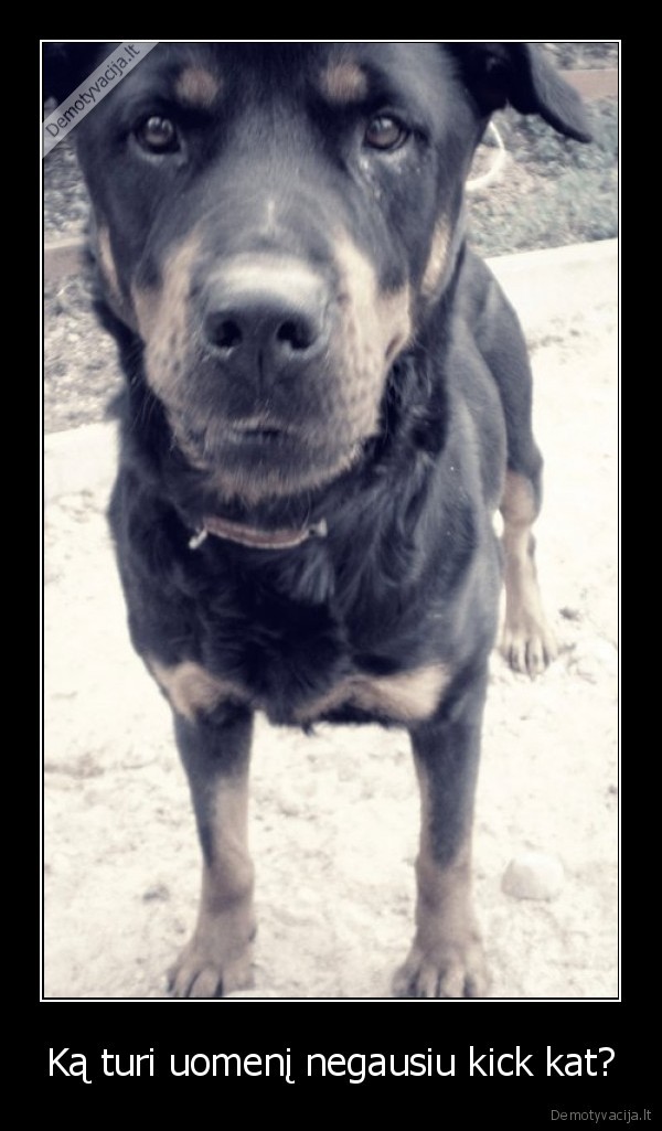 Ką turi uomenį negausiu kick kat?