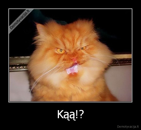 Kąą!?
