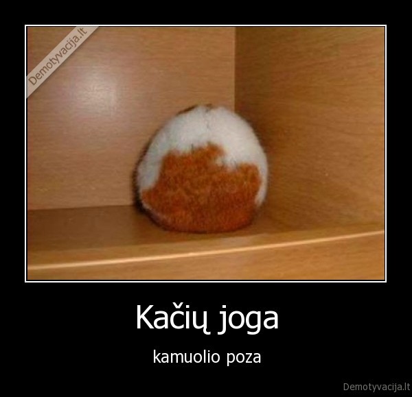 kate, joga, kamuolys, miela