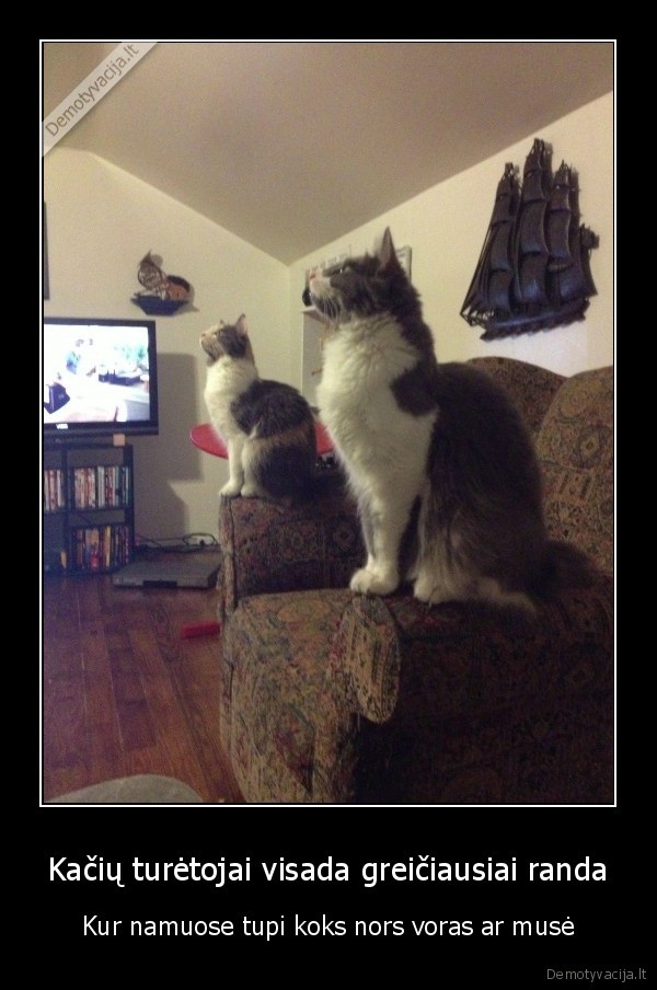 kates, stebi, vabala,kaciukai