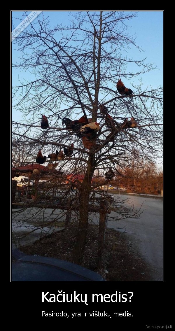 medis,kaciukai,vistos,gaidziai