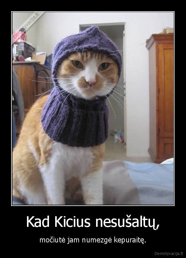 kate,katinas,kepure,megzta,megzti,mociute