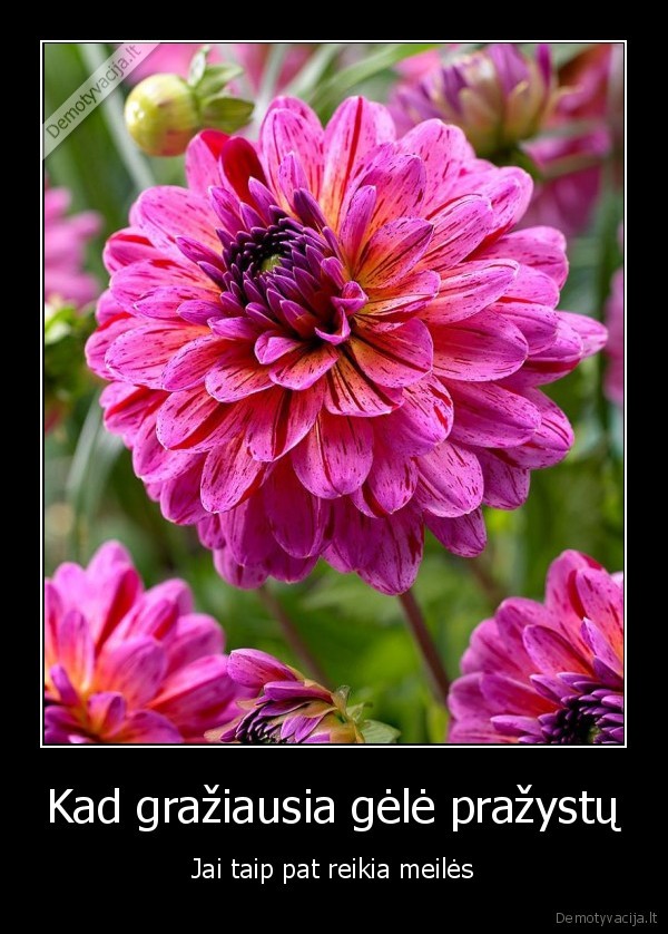 Kad gražiausia gėlė pražystų