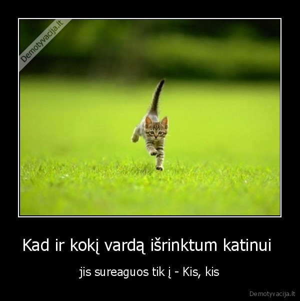 gyvunai,begantis, katinas