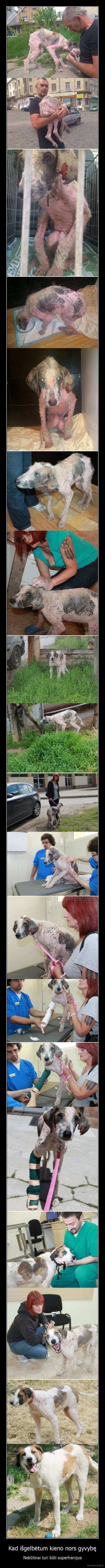 superherojai,suo,benamis, suo