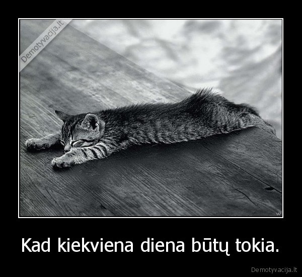 katinas,cat, mokykla,laisvadienis,tinginiauti