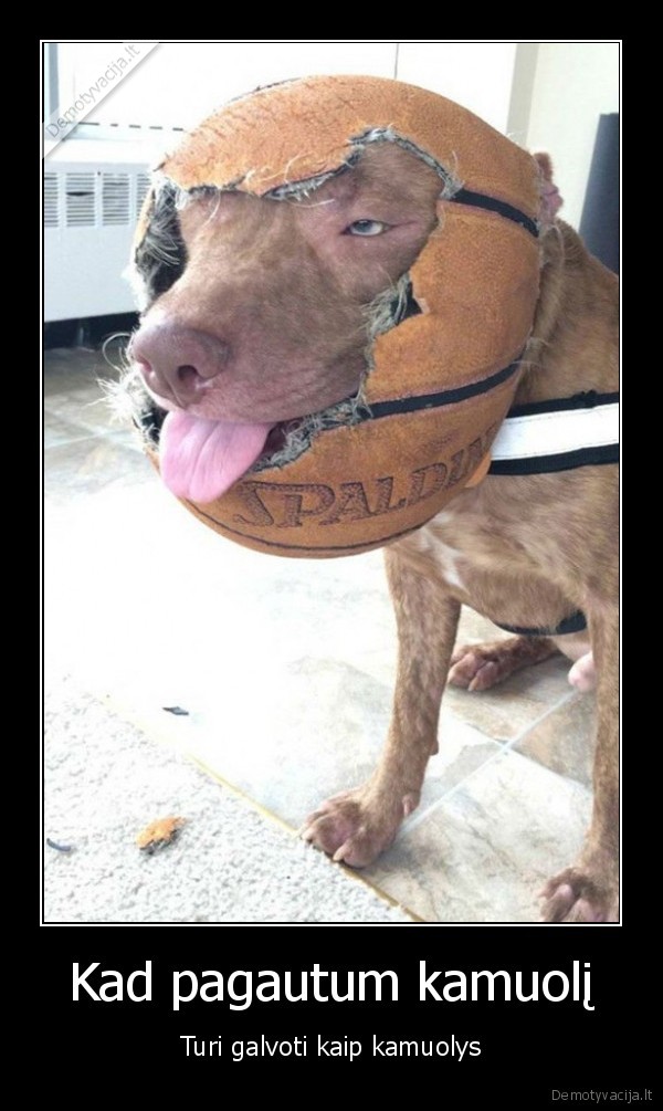 suo,krepsinio, kamuolys,kiauras