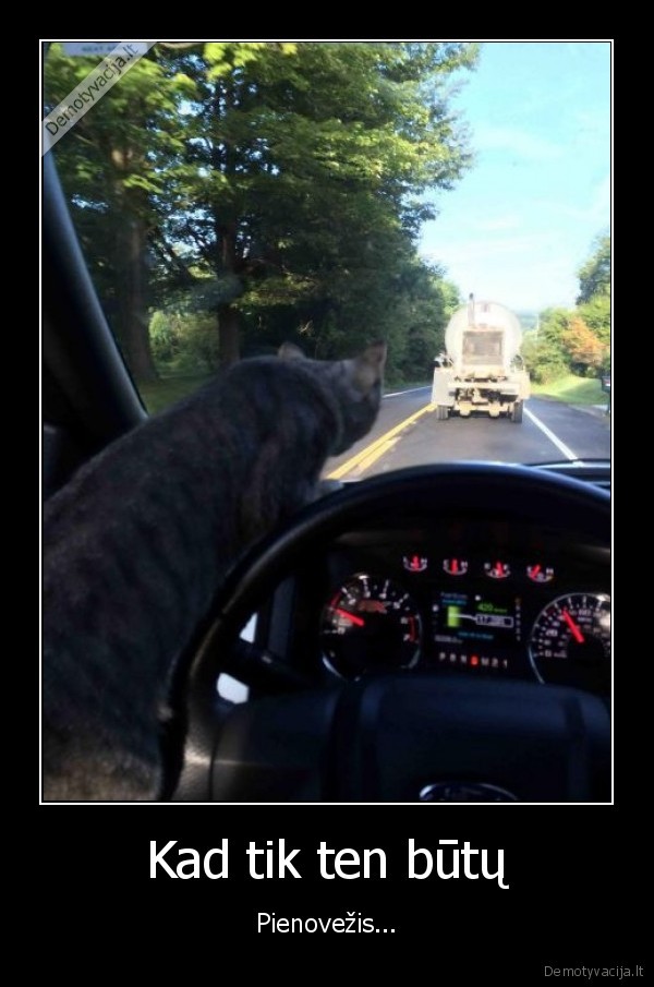 pienovezis,benzovezis,juokingas, katinas